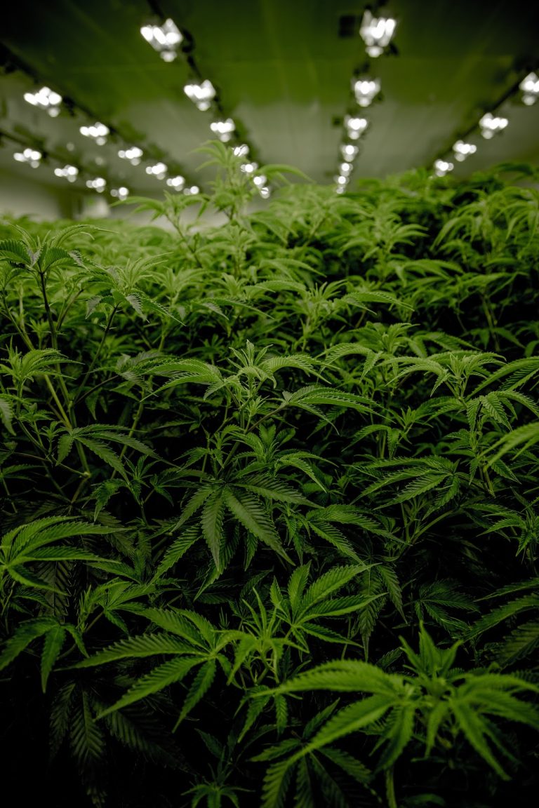 cannabisgrowing